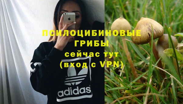 сатива Баксан